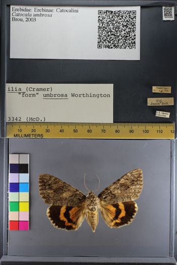 Media type: image;   Entomology 747043